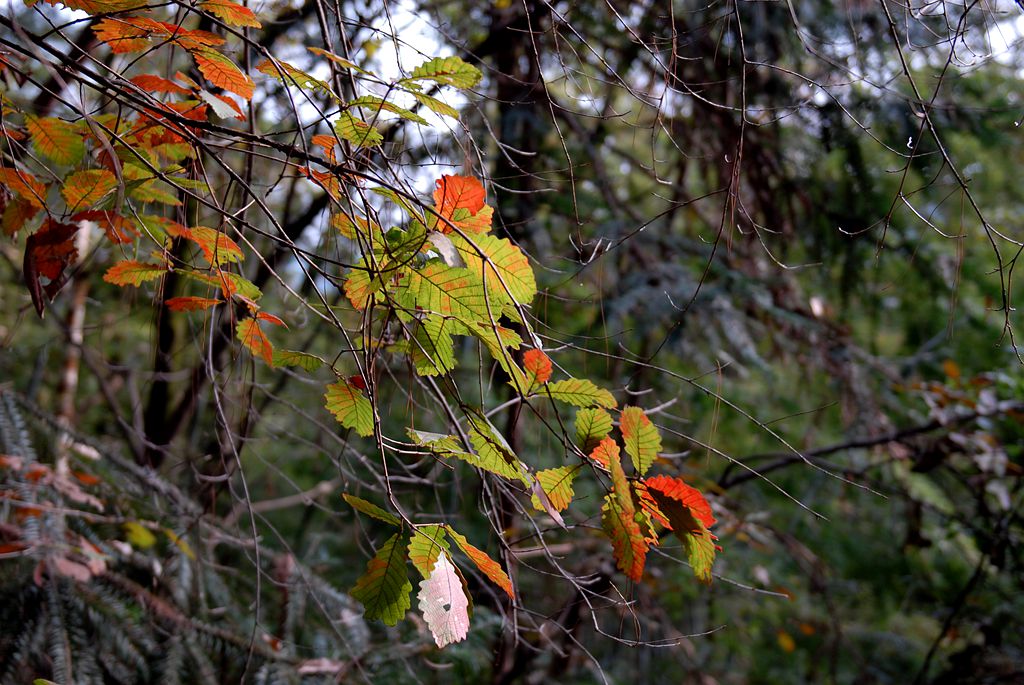 DSC_0061_.jpg