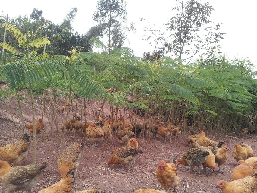大量出售林下养殖本地黑脚杆麻子鸡