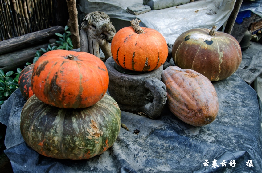 DSC_2923_conew1.jpg