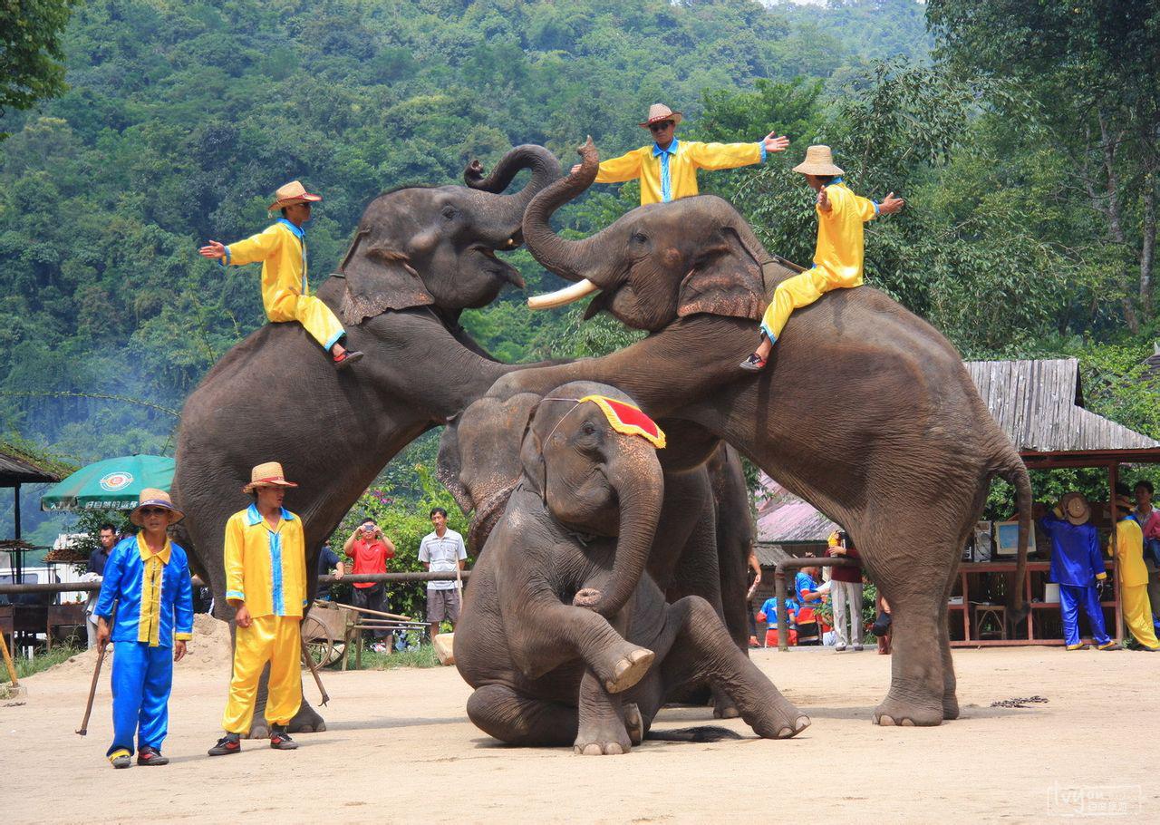 自驾游7天6晚  早餐后驾车前往aaaa级野象谷景区,参观大象博物馆,百鸟