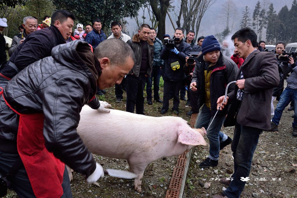 杀猪场面太血腥,下面省略n张图.