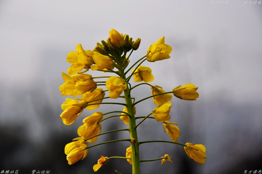Ƭ 004.jpg