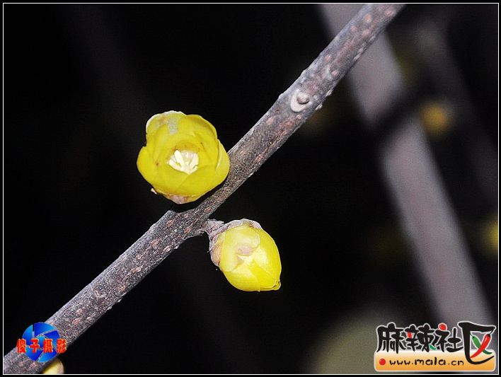 DSC_0061_.jpg