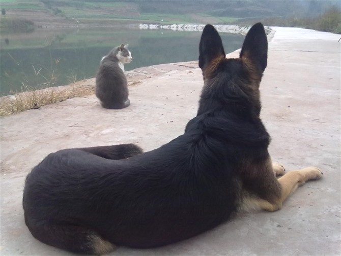 ȴ