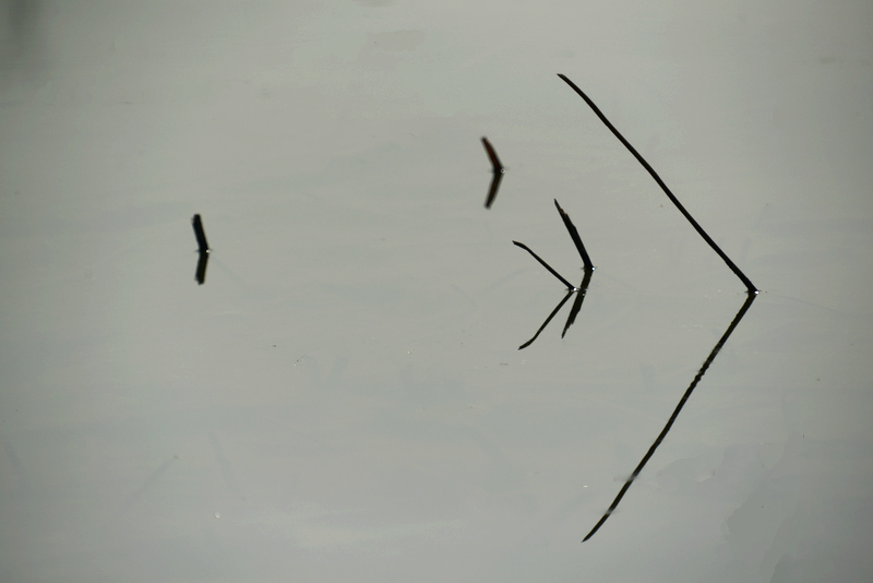 DSC_2383.jpg