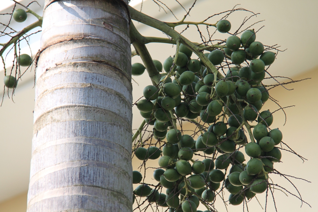 在东澳镇神州半岛中信泰富拍狐尾椰及果实