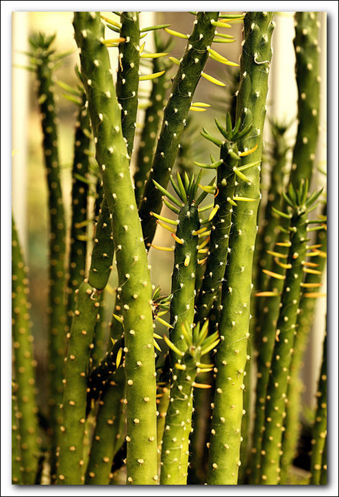 你见过这些仙人掌类植物吗?