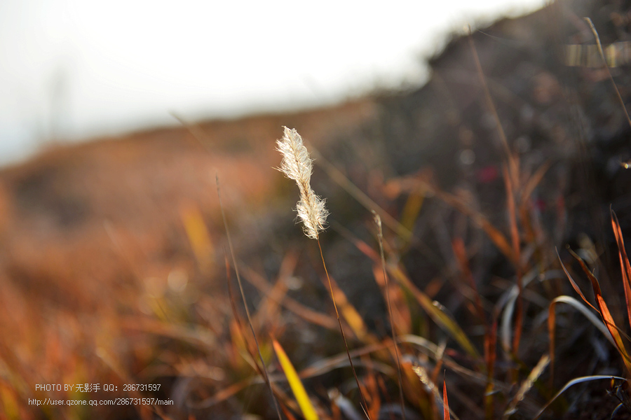 DSC_4465.jpg