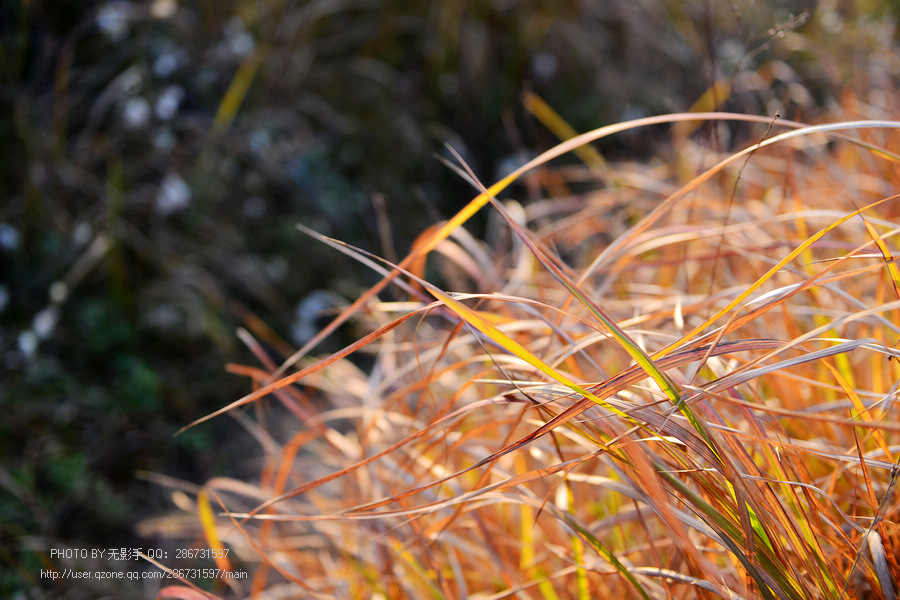 DSC_4506.jpg