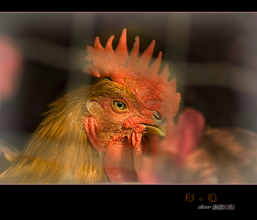 DSC00132ab.jpg
