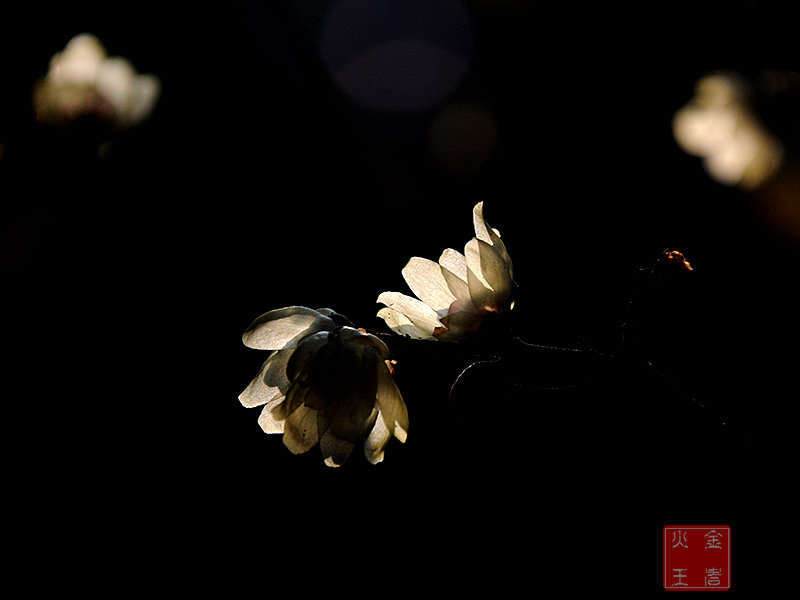 DSC_0625.jpg