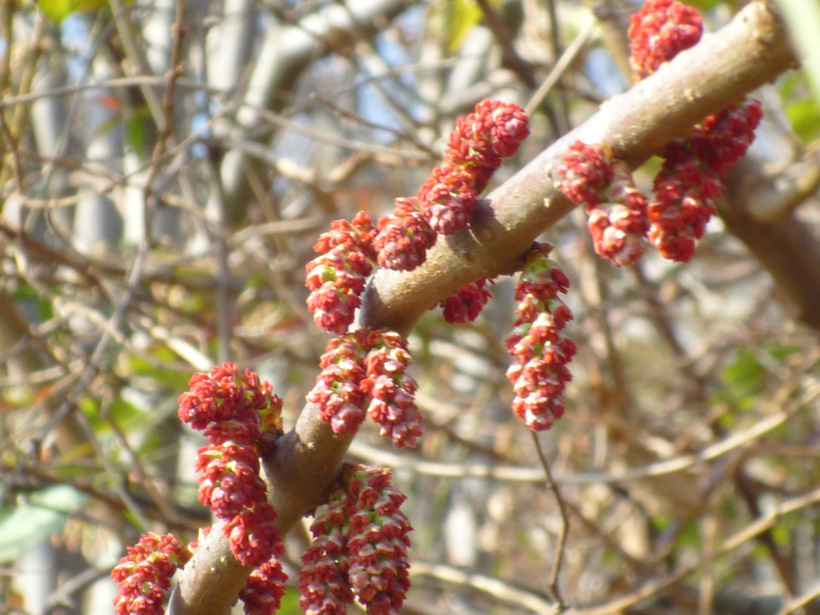 野生马子花图片