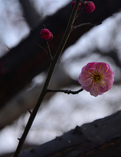 DSC_8563_.jpg