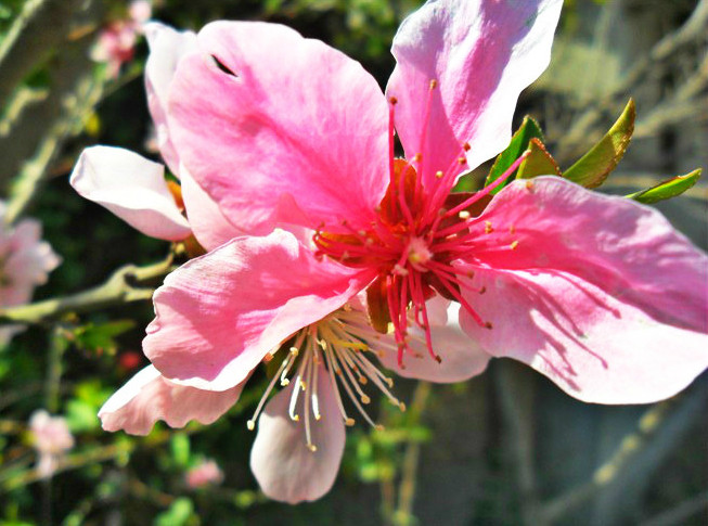 阳光西昌花之恋