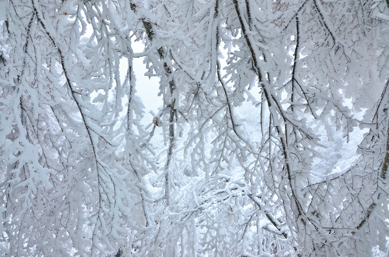 DSC_9049_.jpg