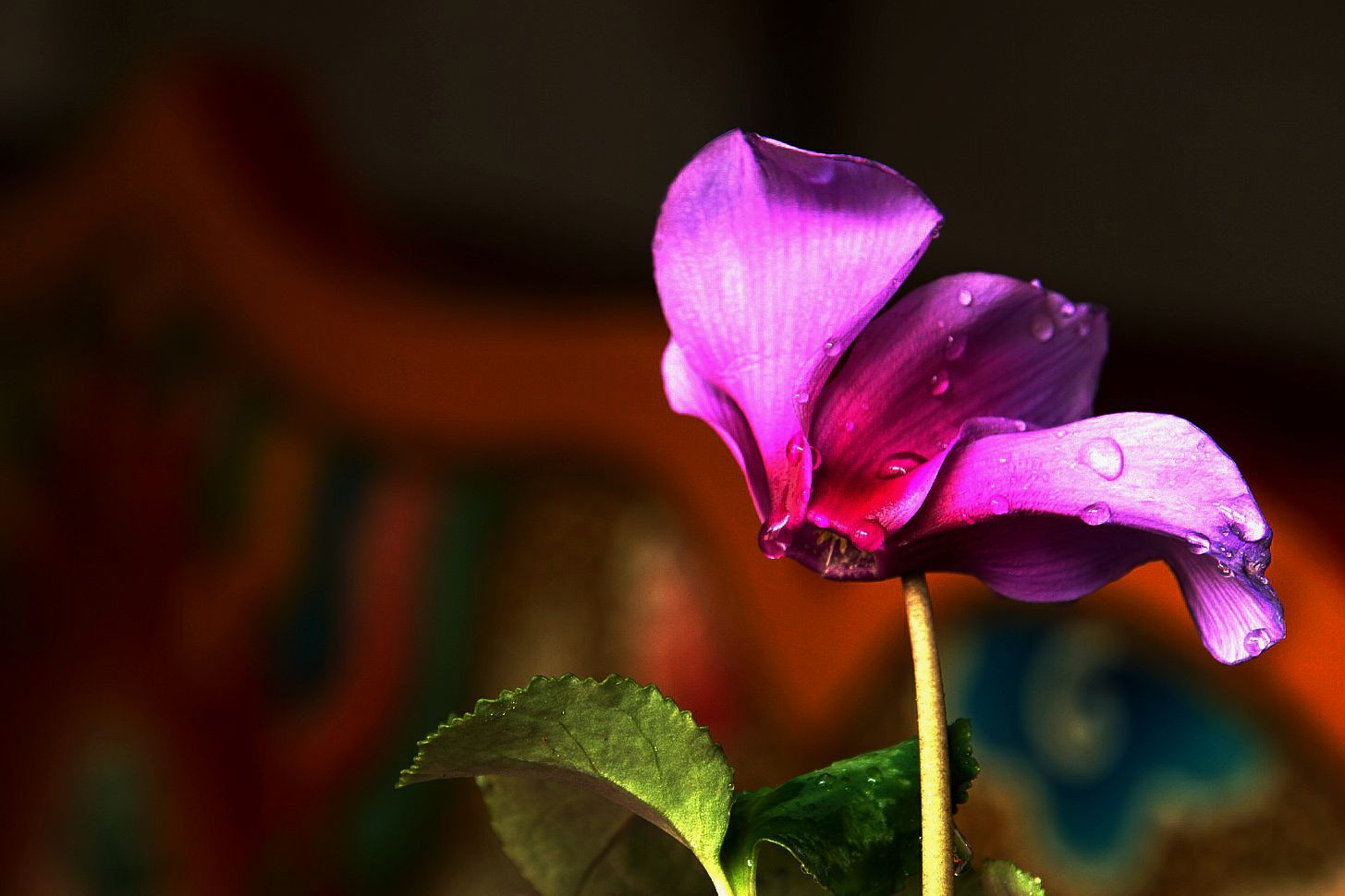 DSC02931__.jpg