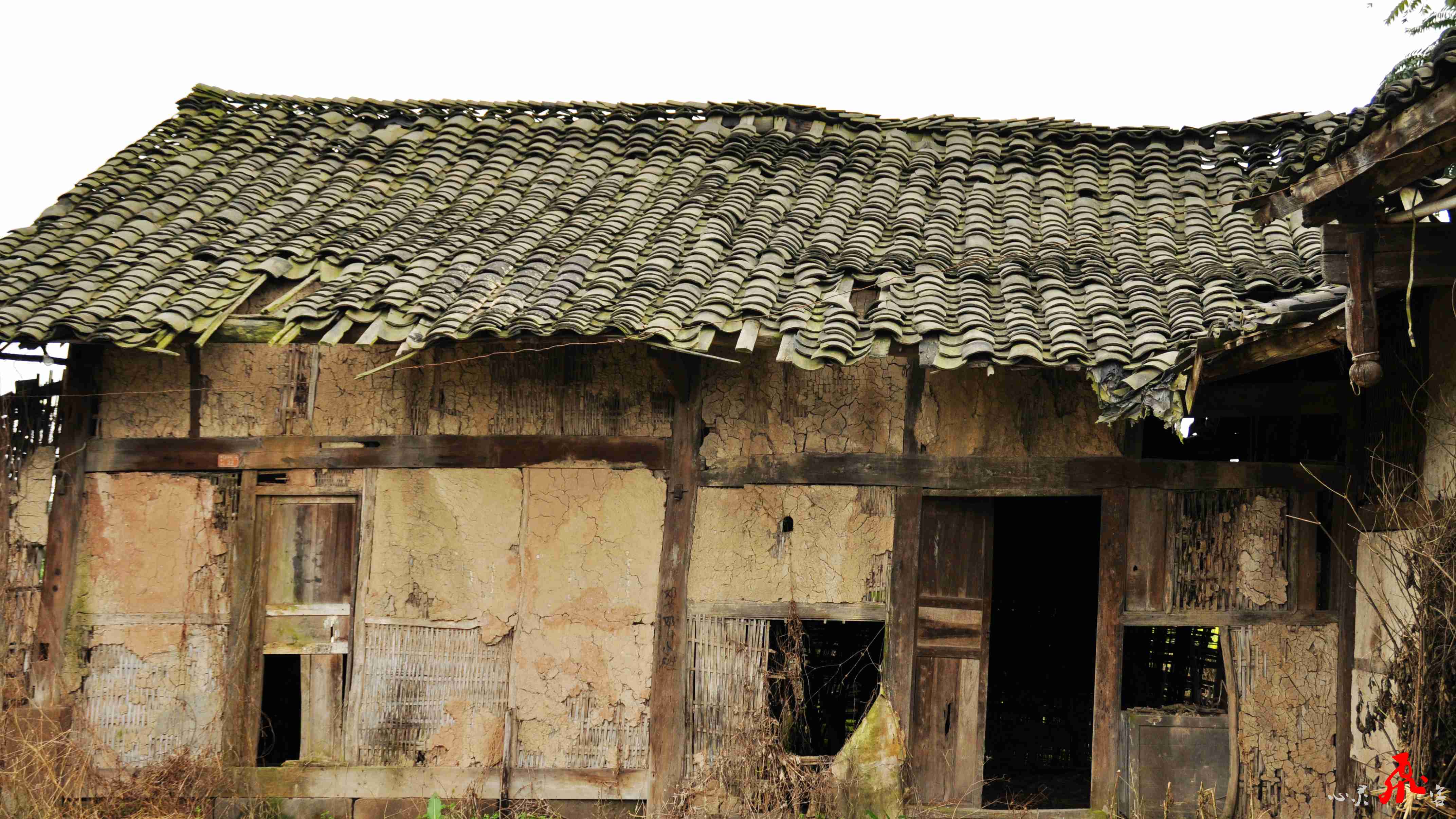 正月里来菜花开 美女美景入眼来-营山论坛-麻辣社区 四川第一网络社区