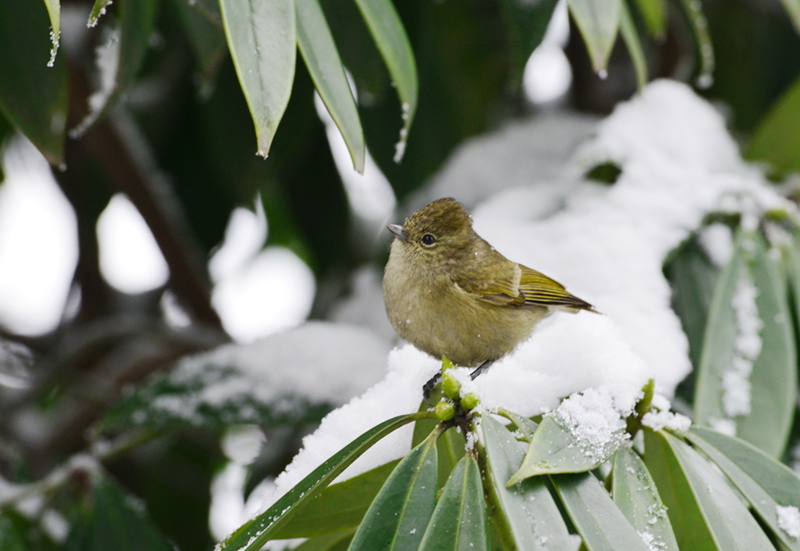 DSC_7607.JPG