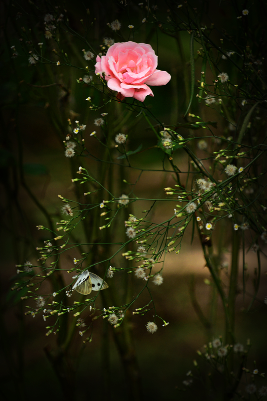 DSC_4105.jpg