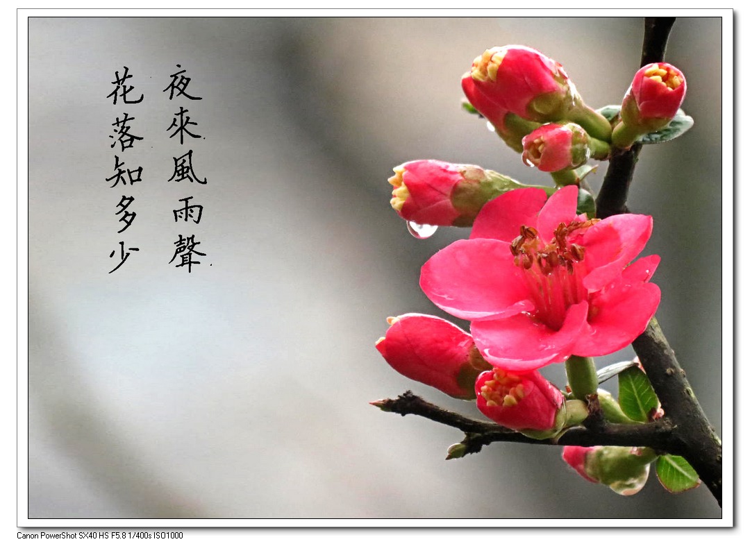  雨中海棠>——夜来风雨声,花落知多少.