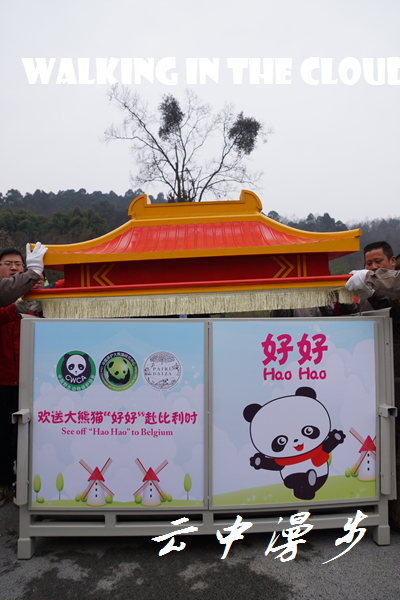 中国大熊猫"星徽""好好"今日启程旅居比利时15年