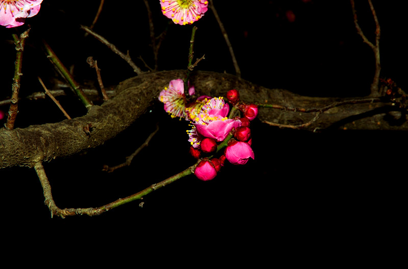 DSC_9725_.jpg