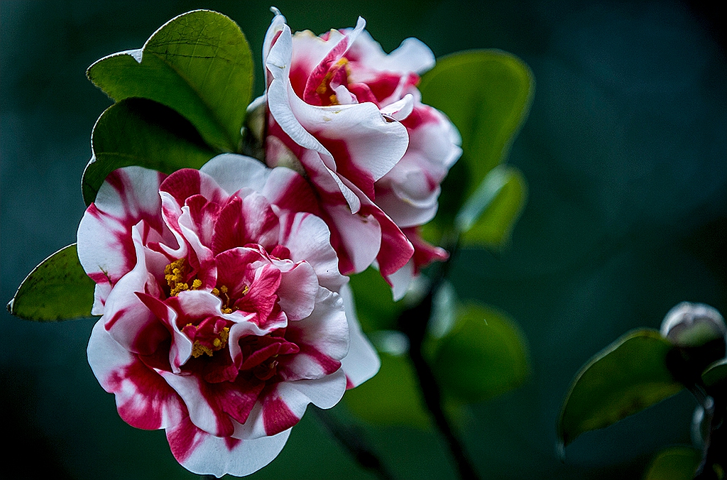 _MG_5403.jpg