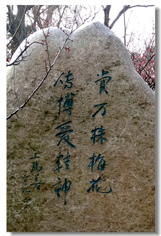 赏万株梅花,传博爱精神