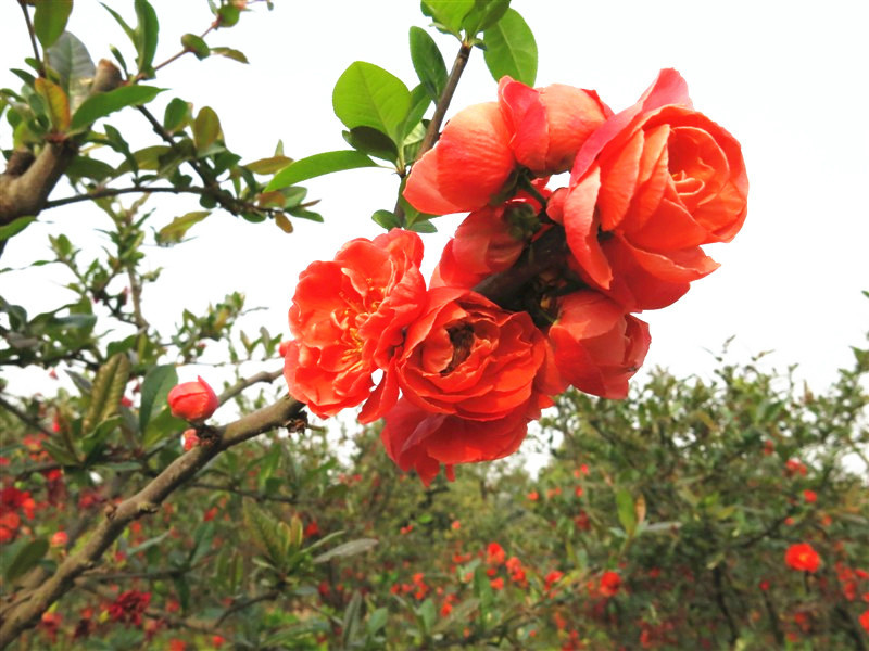 7933021_640x640_0_.jpg