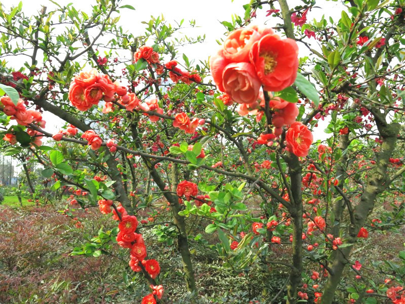 7933021_640x640_0_.jpg