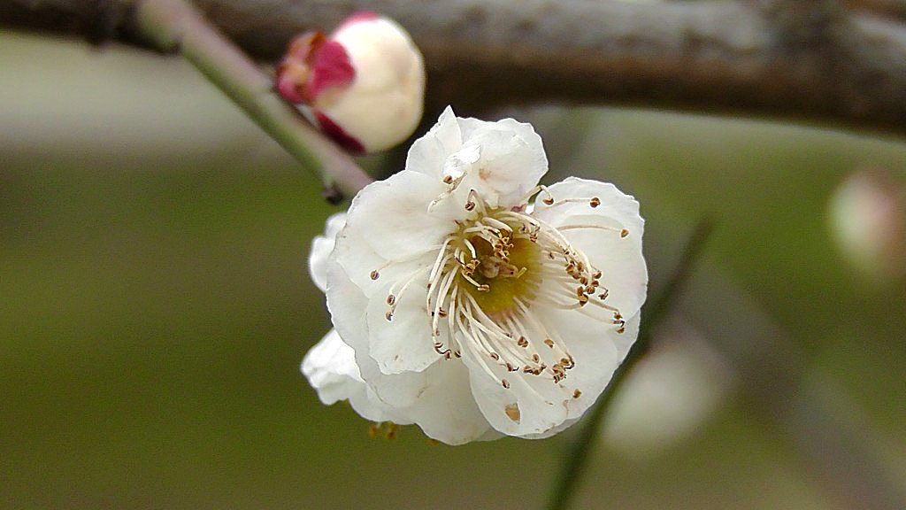 白梅花