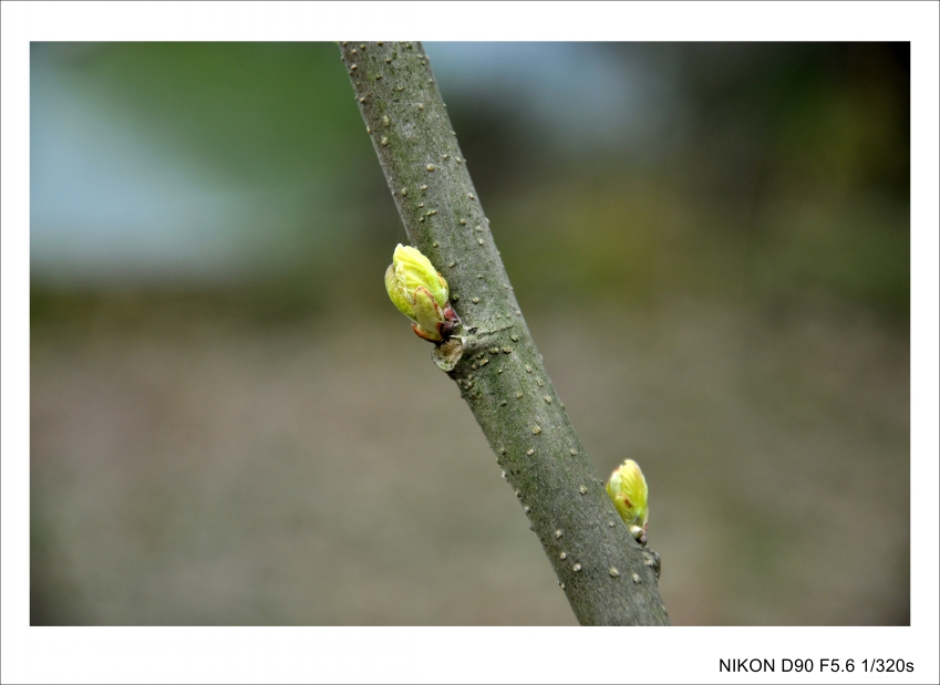 DSC_0925_conew2.jpg