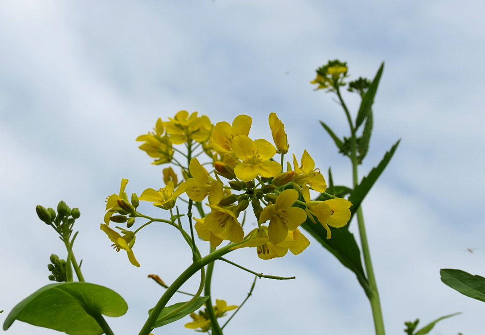 油菜花茎图片