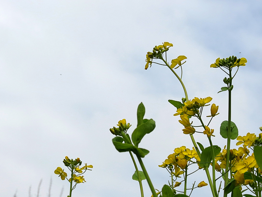 茎绿花黄油菜花