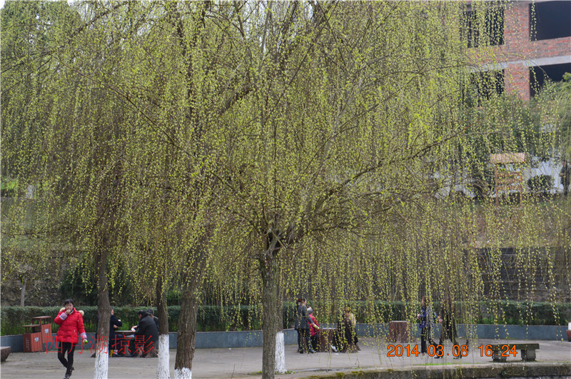 DSC_2724_1.jpg