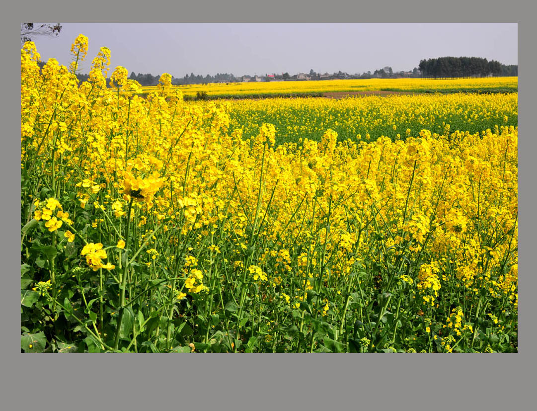春天的油菜花开满大地
