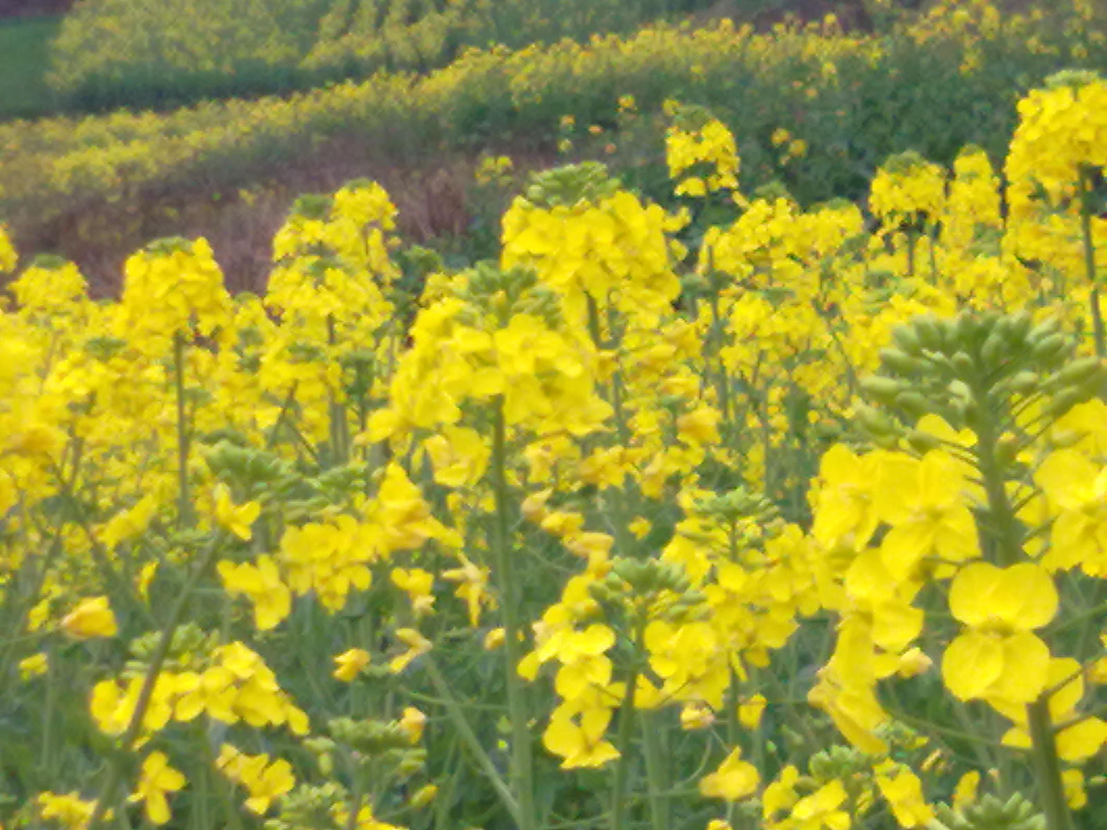 201403094464.jpg