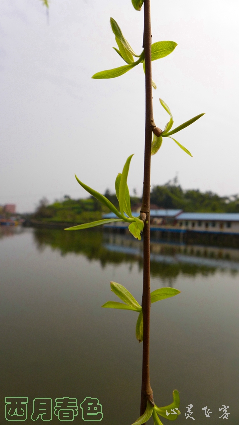 P1000335.jpg