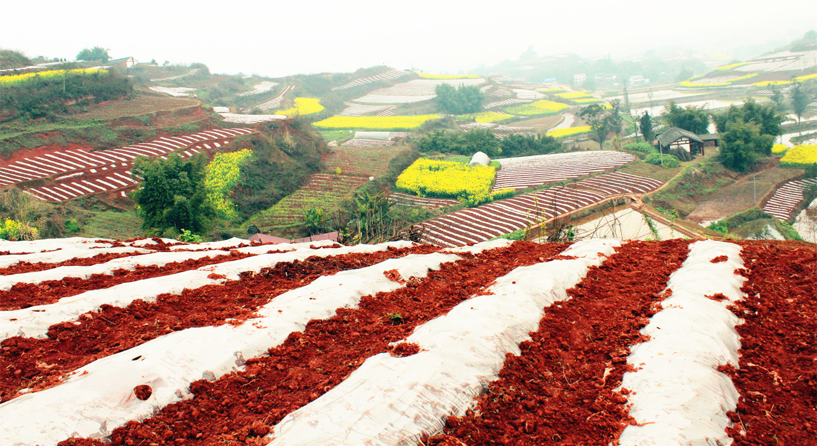 荣县红土地春色美!