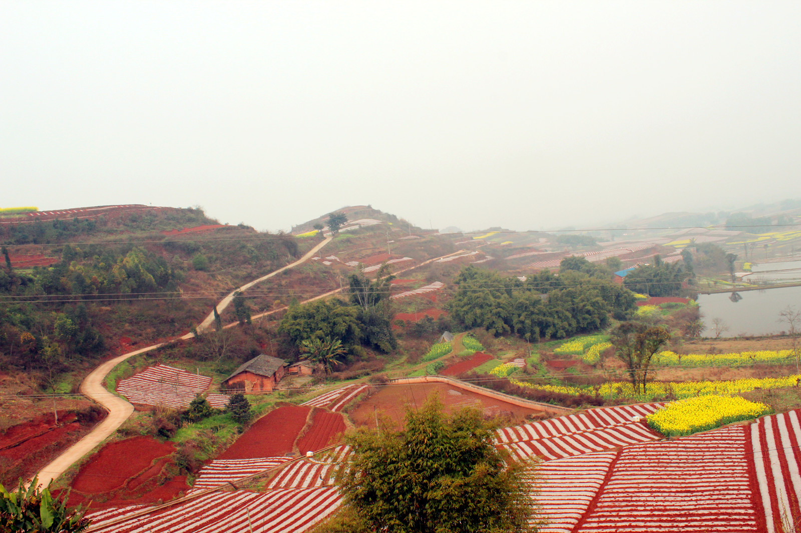 荣县红土地春色美!