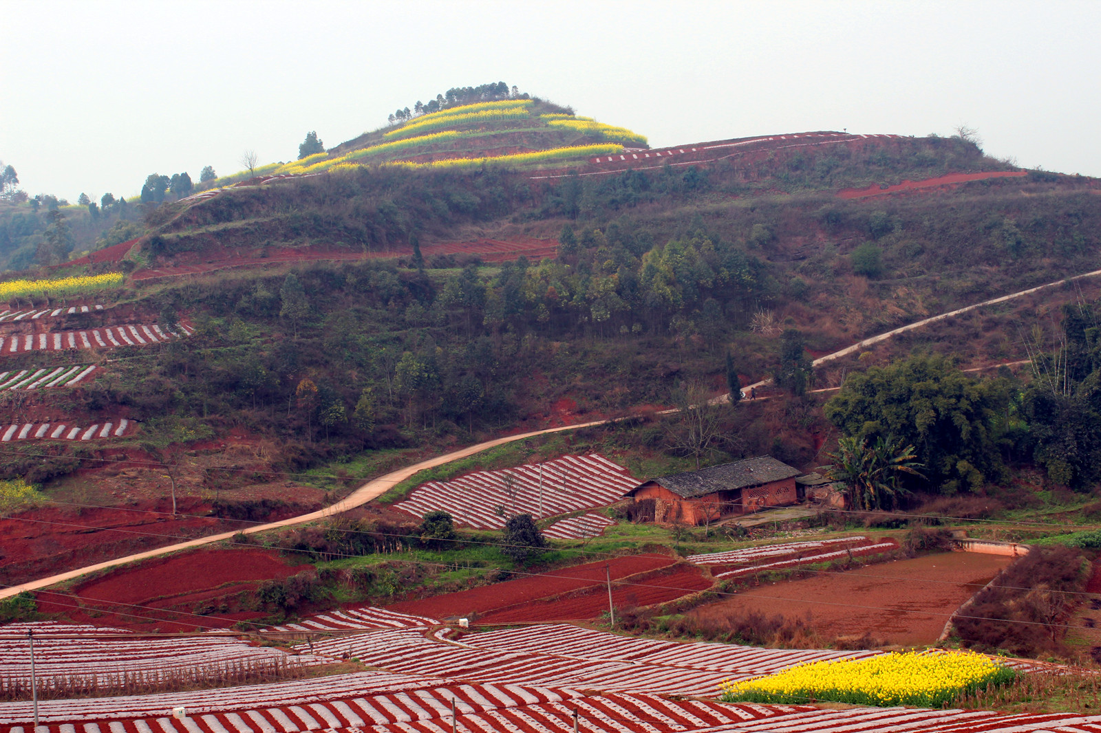 荣县红土地春色美!