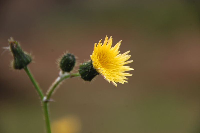DSC_2075_.jpg