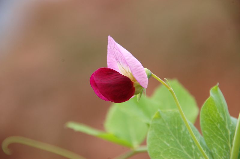 DSC_2100_.jpg