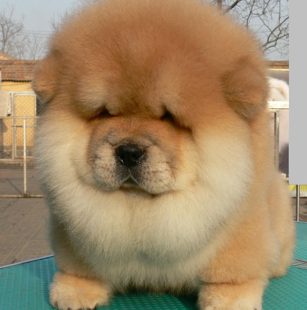 【成都】家养松狮出售 纯种紫舌头 可上门挑选