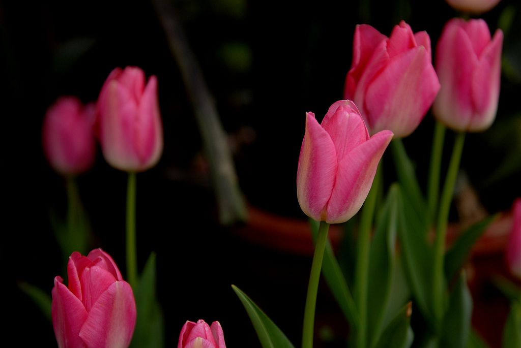DSC_0046_.jpg