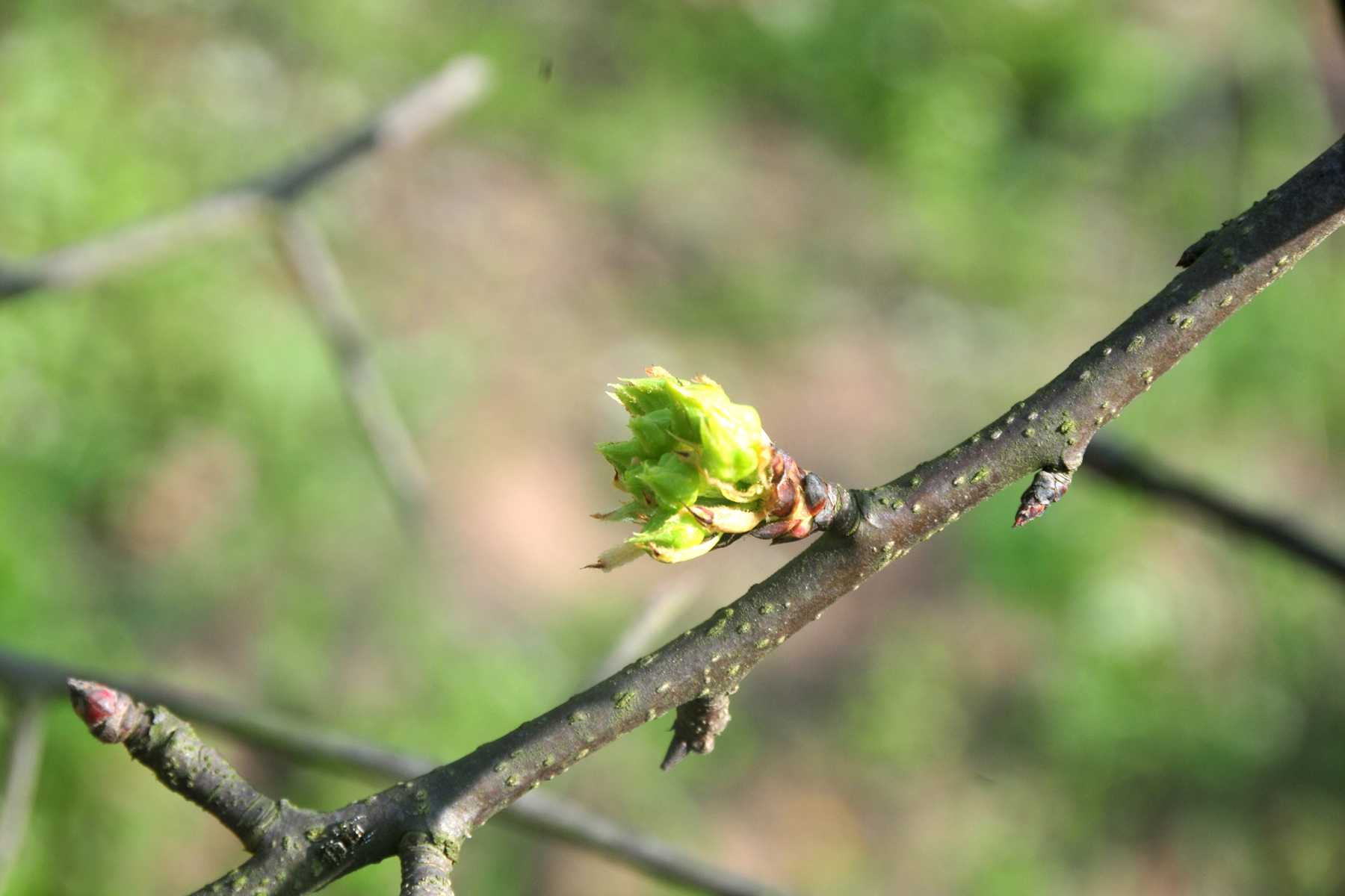 DSC_1599.jpg