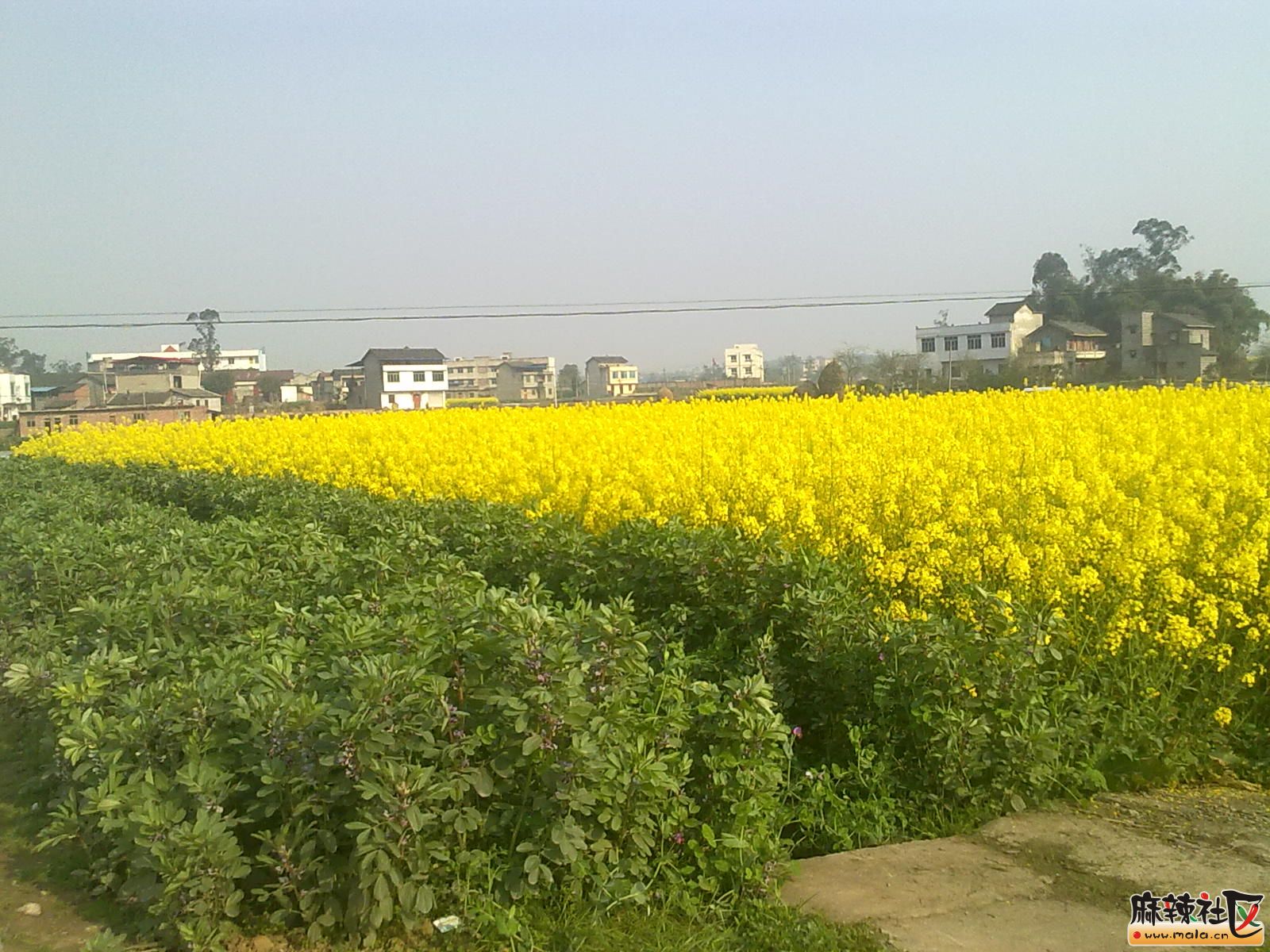 Ƭ 009.jpg