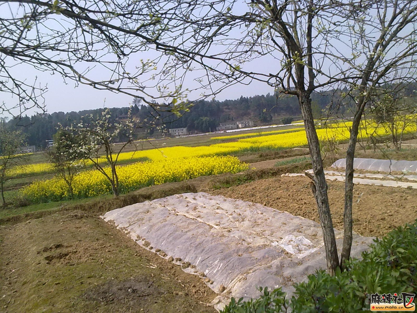 Ƭ 096.jpg