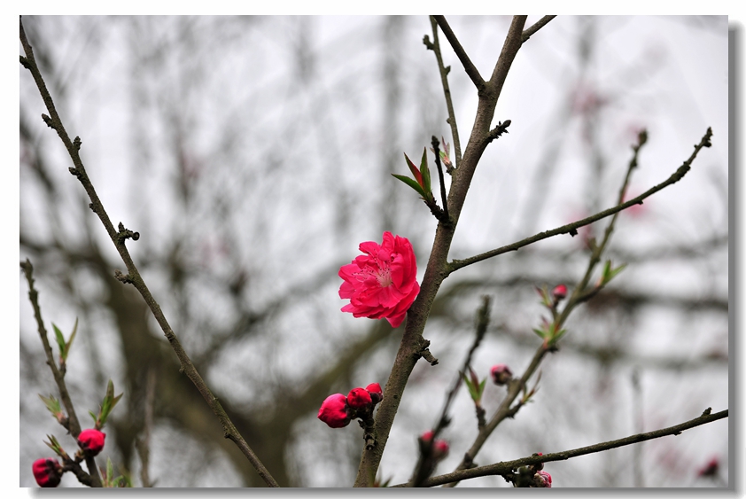 DSC_6209.JPG