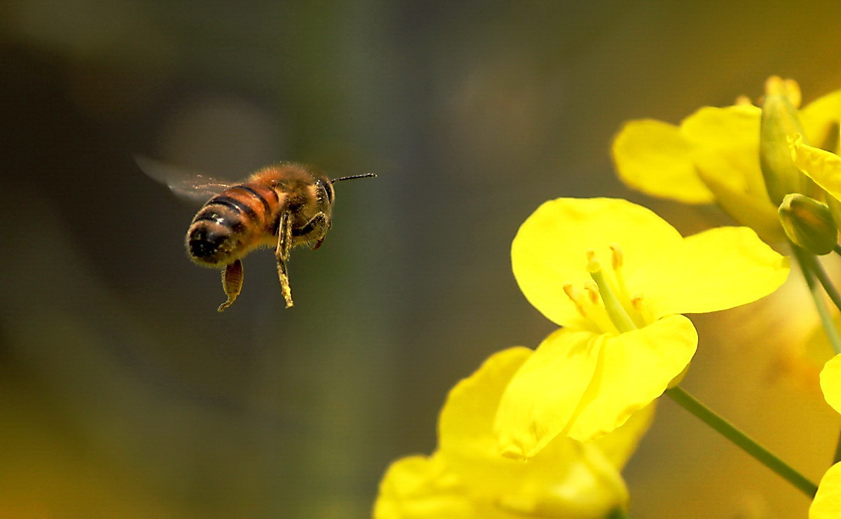 蜜蜂与菜花-麻辣摄影-麻辣社区 四川第一网络社区 你的言论 影响四川